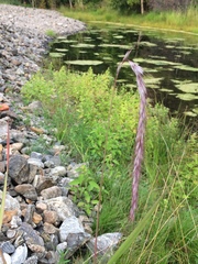 Elymus sibiricus