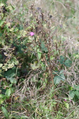 Silene dioica