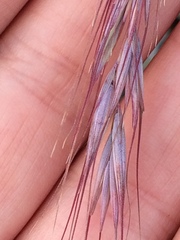 Elymus sibiricus