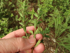 Lythrum alatum lanceolatum