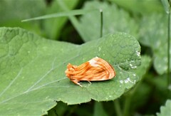 Cirrhophanus triangulifer