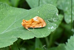 Cirrhophanus triangulifer