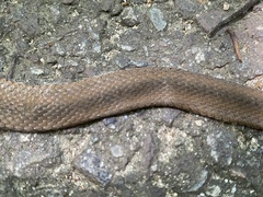 Hebius vibakari