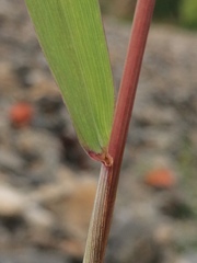 Elymus sibiricus