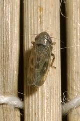 Deltocephalus pulicaris