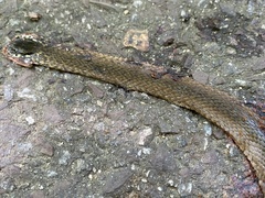 Hebius vibakari