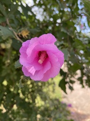 Hibiscus syriacus
