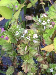 Euphrasia stricta