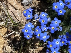 Eritrichium argenteum