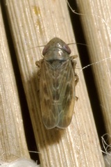 Deltocephalus pulicaris