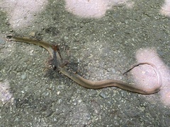 Hebius vibakari