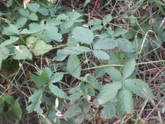 Rubus idaeus
