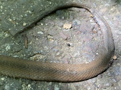 Hebius vibakari