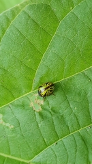 Calligrapha pantherina