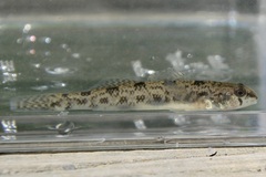 Etheostoma olmstedi