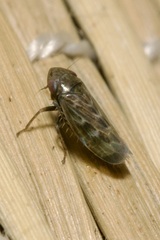 Deltocephalus pulicaris