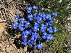 Eritrichium argenteum