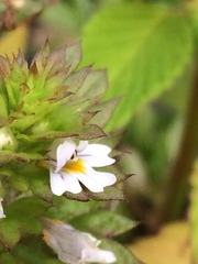Euphrasia stricta