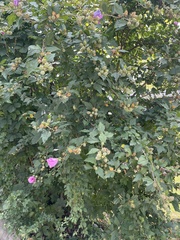 Hibiscus syriacus