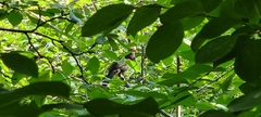 Turdus