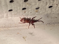 Arrhenodes minutus