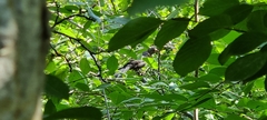 Turdus