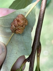 Andricus nigricens