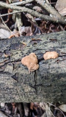 Trichoderma peltatum