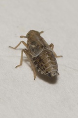 Dicranotropis hamata