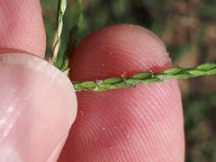 Digitaria sanguinalis