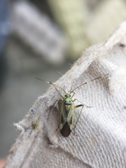 Adelphocoris quadripunctatus