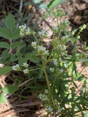 Galium boreale