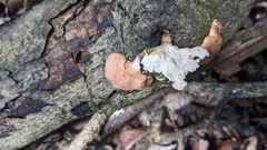Trichoderma peltatum