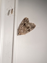 Protodeltote muscosula