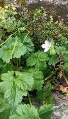 Anemonastrum obtusilobum