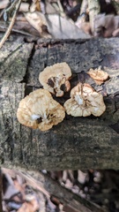 Trichoderma peltatum