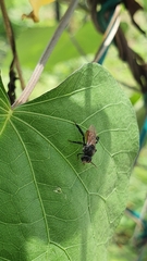 Trigona fulviventris