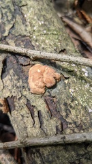 Trichoderma peltatum