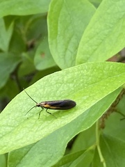 Mathildana newmanella