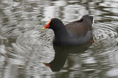 Gallinula tenebrosa