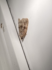 Protodeltote muscosula