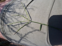 Digitaria sanguinalis