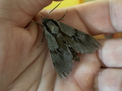 Sphinx morio arestus