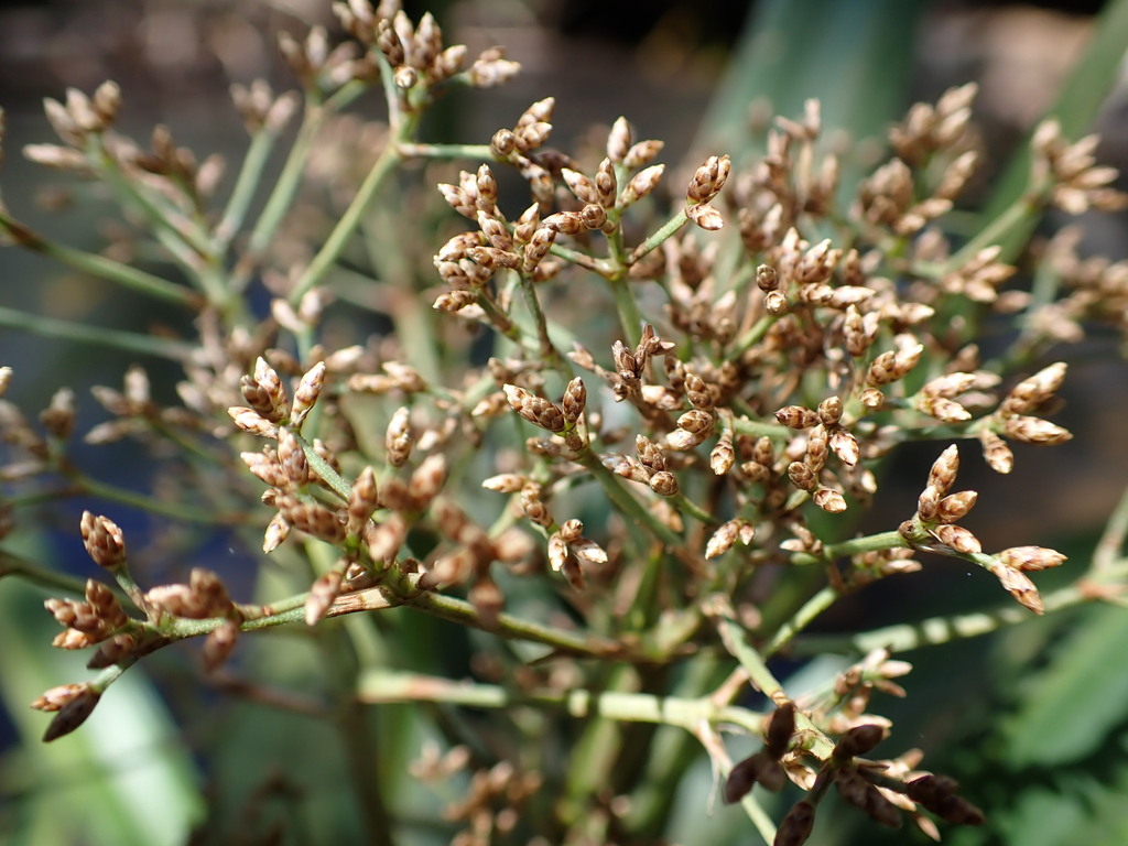 Hypolytrum nudicaule
