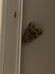 Protodeltote muscosula