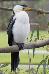 Microcarbo melanoleucos