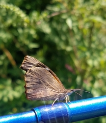 Libytheana carinenta