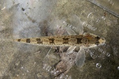 Etheostoma olmstedi