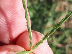 Digitaria sanguinalis