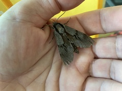 Sphinx morio arestus